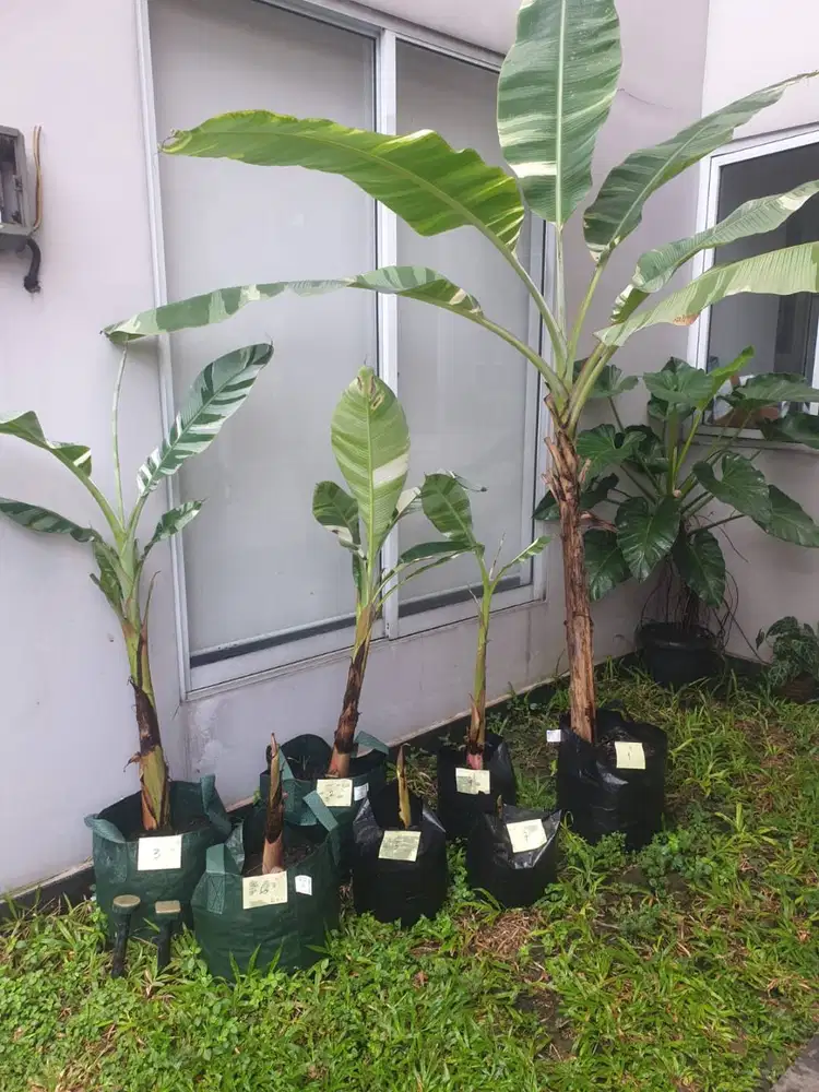 Pohon Pisang LANGKA - Varigata - Daun & Buah Belang - COLLECTOR ITEM