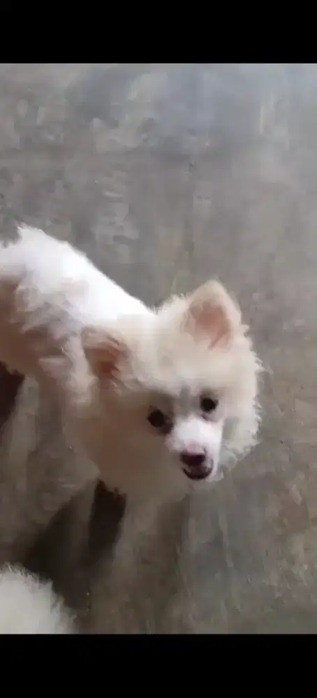 Doggy Mini pom female