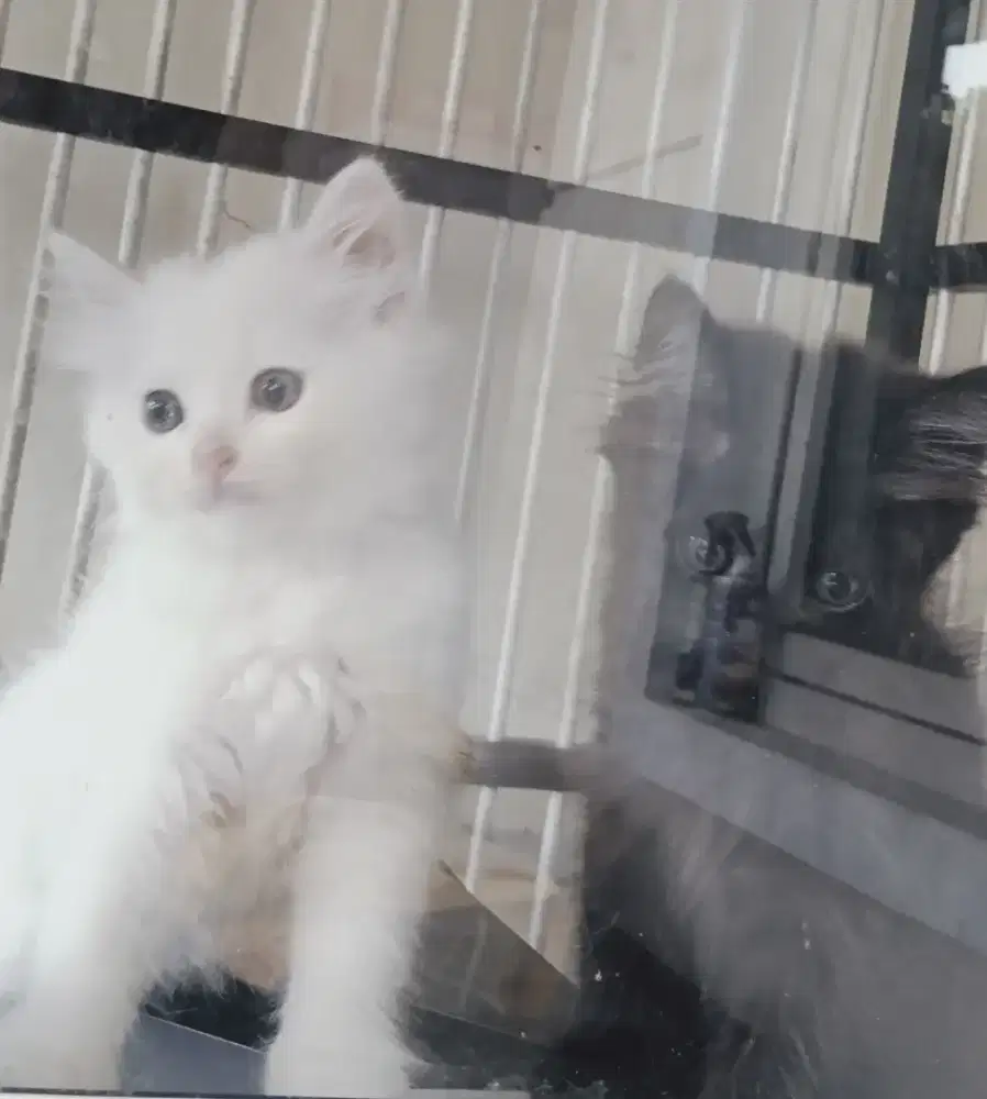 Lepas Adopt Kucing Persia Medium
