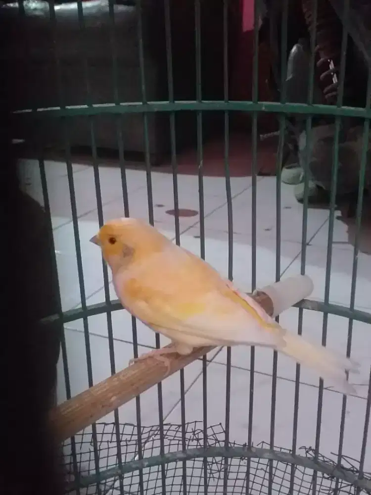 kenari lokal bunyi ngeriwik