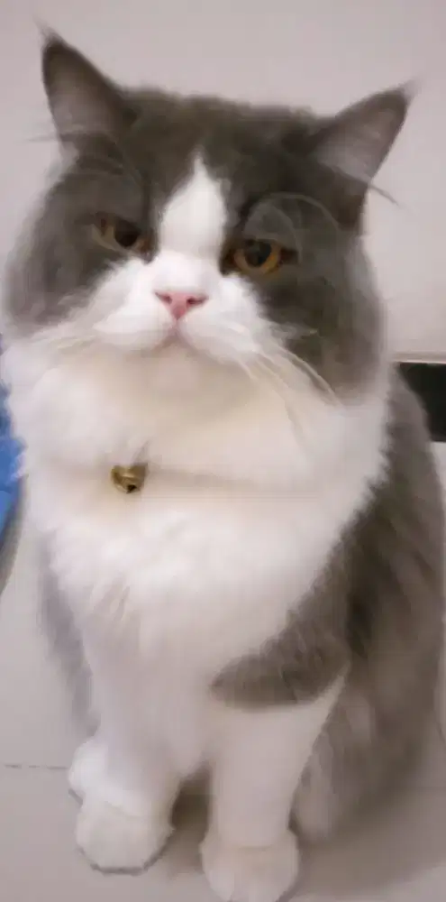 Kucing Persia bulu lebat