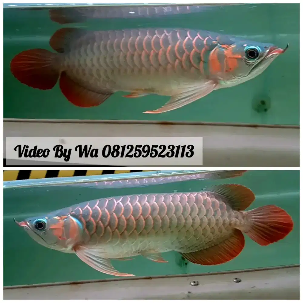 Arwana Arowana Super Red 35cm Free Lampu Tanning Philip PLL 1 Mtr
