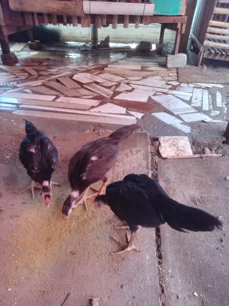 Ayam bangkok asli birma. Usia 3 bulan.