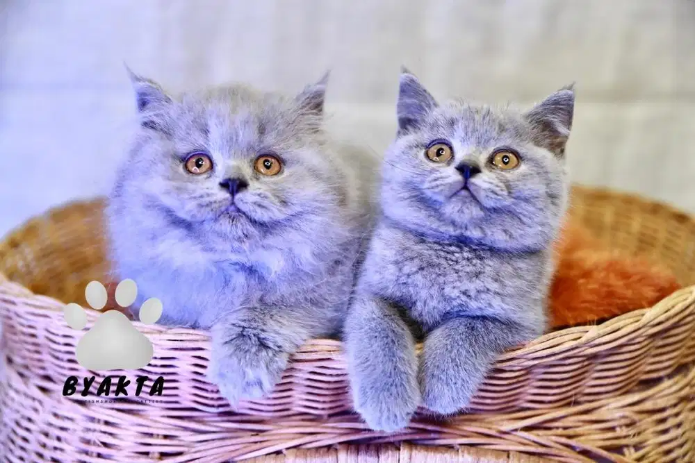 Kitten British longhair dan shorthair