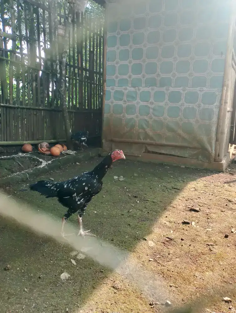 Sepasang ayam bangkok