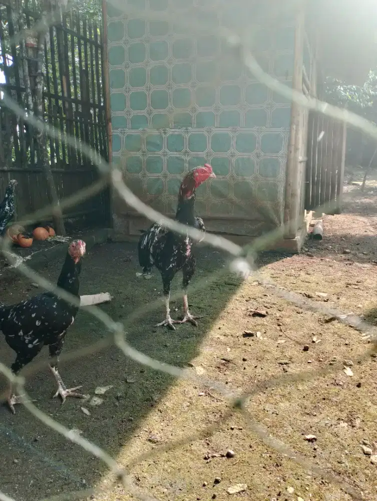Sepasang ayam bangkok