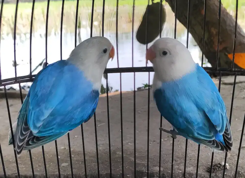 BURUNG LOVEBIRD SEPASANG TERINDAH