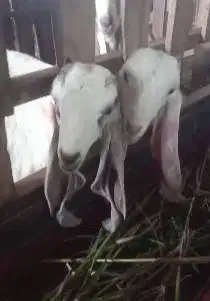 paket 5 ekor anakan kambing etawa 5 bulanan 1 jantan 4 betina jamin ok