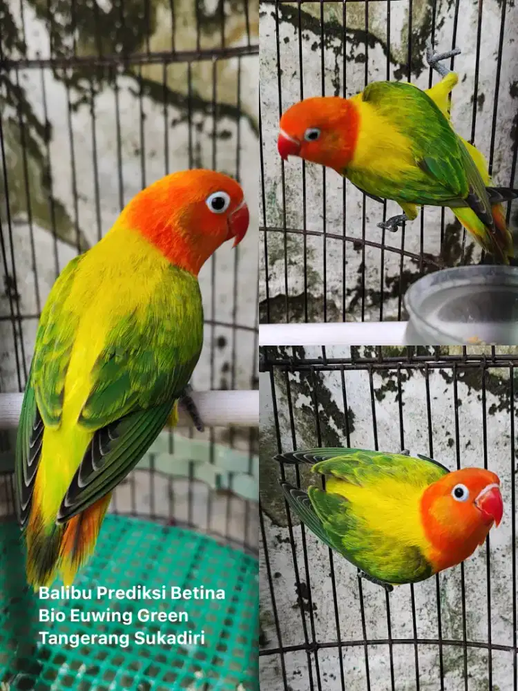 Burung lovebird biola euwing green clink