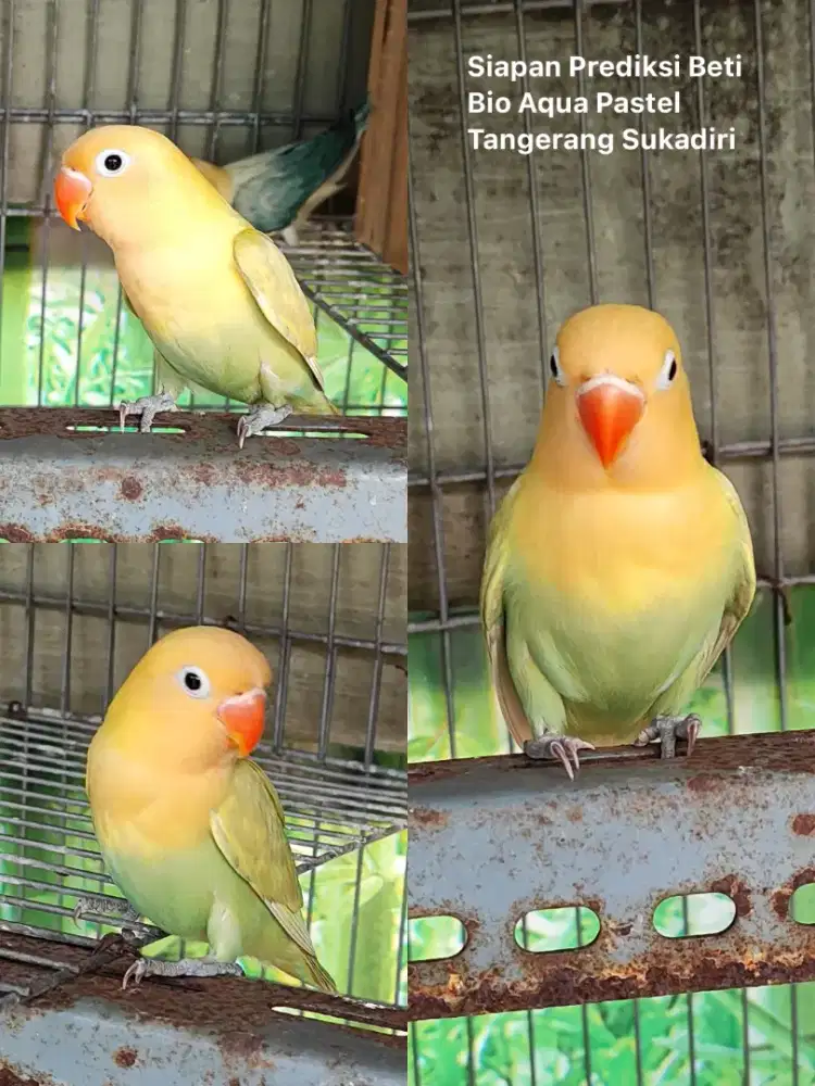 Burung lovebird bio aqua pastel cling