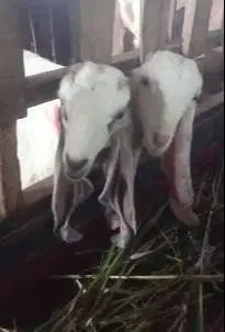 promo 5 ekor anakan kambing etawa 5 bulanan 1 jantan 4 betina rawatan