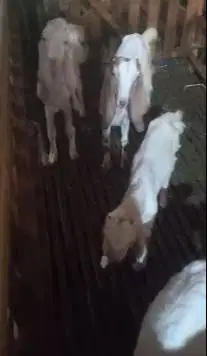 promo 5 ekor anakan kambing etawa 5 bulanan 1 jantan 4 betina rawatan