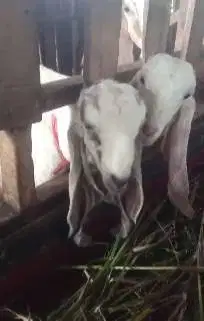 5 ekor anakan kambing etawa 5 bln 1 jantan 4 betina siap ternak manteb