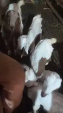 5 ekor anakan kambing etawa 5 bln 1 jantan 4 betina siap ternak manteb