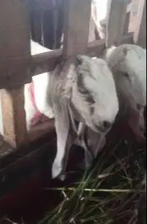 5 ekor anakan kambing etawa 5 bulanan 1 jantan 4 betina siap ternak ok
