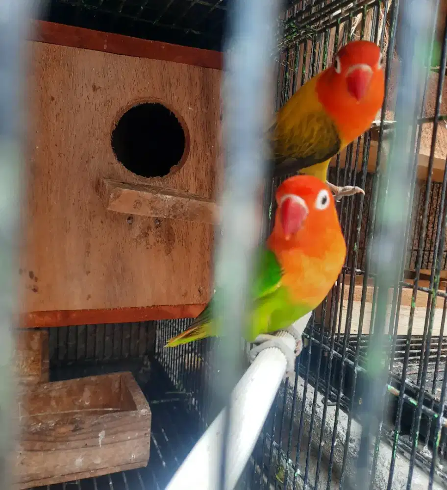 Lovebird Pasangan Biola Euwing Gold x Biola Green