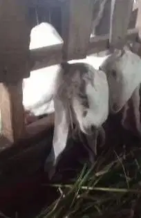 5 ekor anakan kambing etawa 1 jantan 4 betina 5 bulanan siap ternak ok