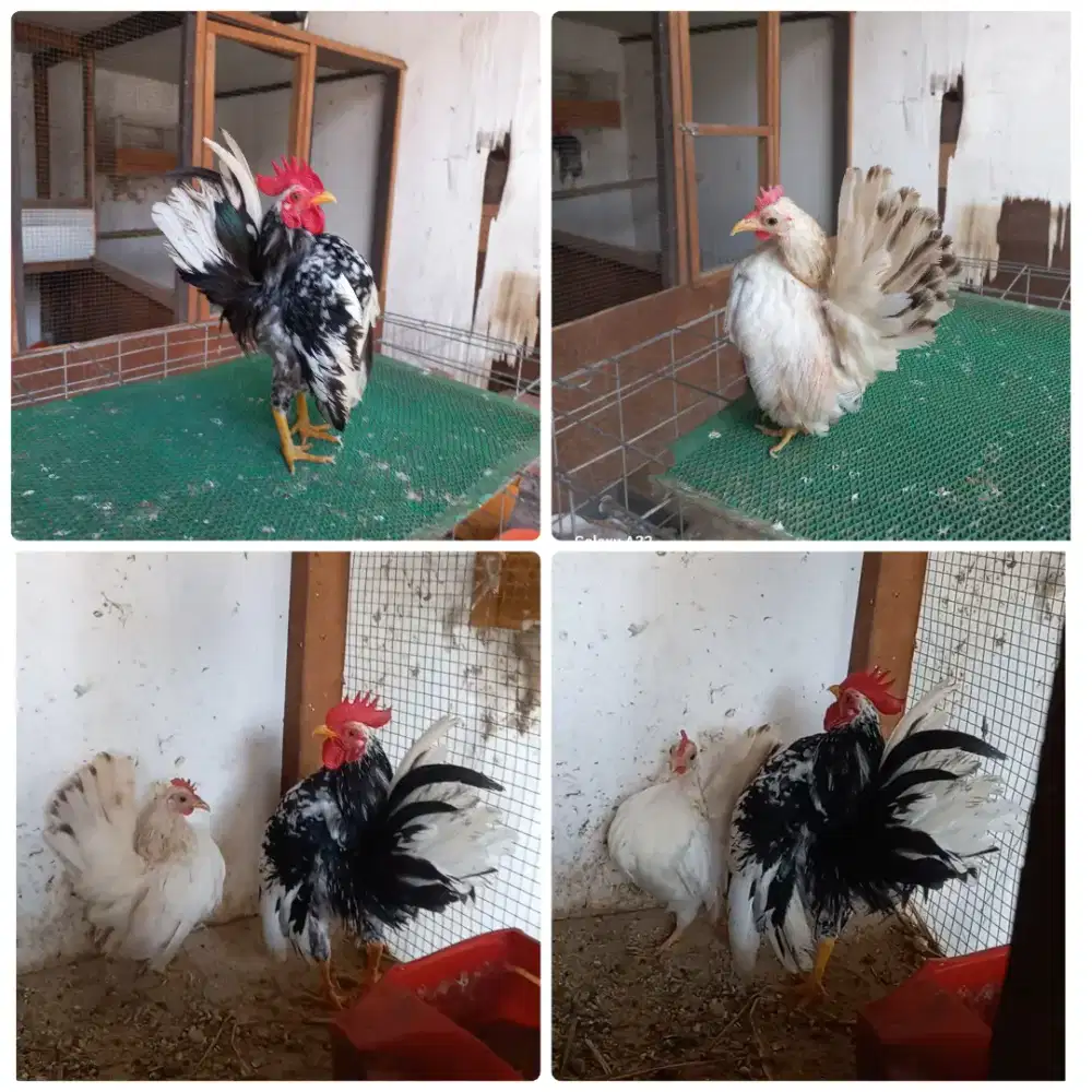 Sepasang ayam serama