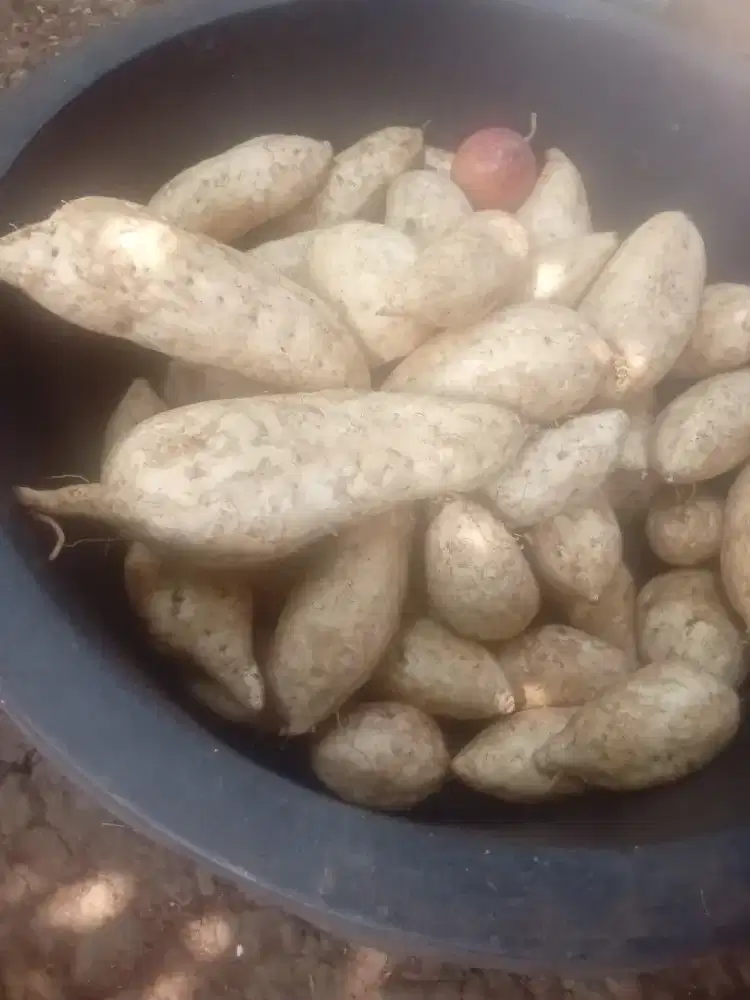 Ubi madu enakkk