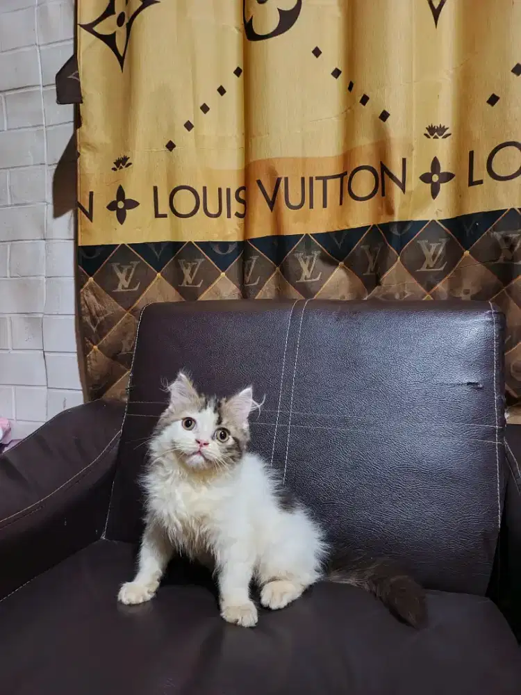 Kitten persia Longhair