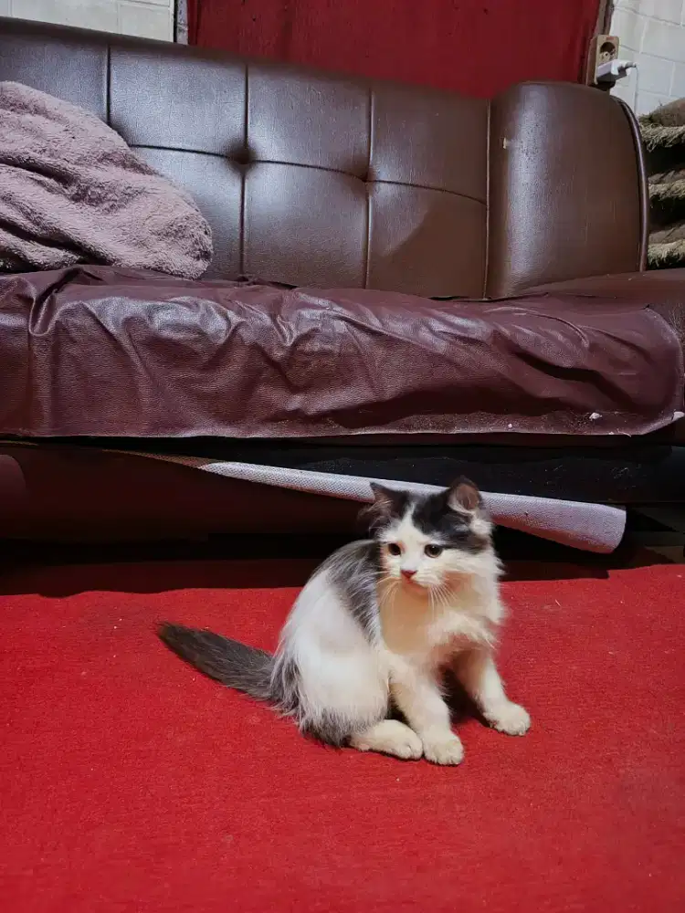 Kitten persia Longhair
