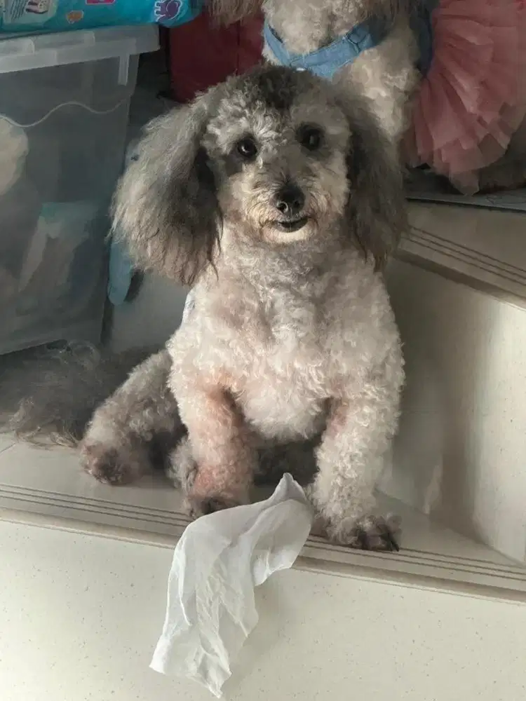 Silver toy poodle 1th