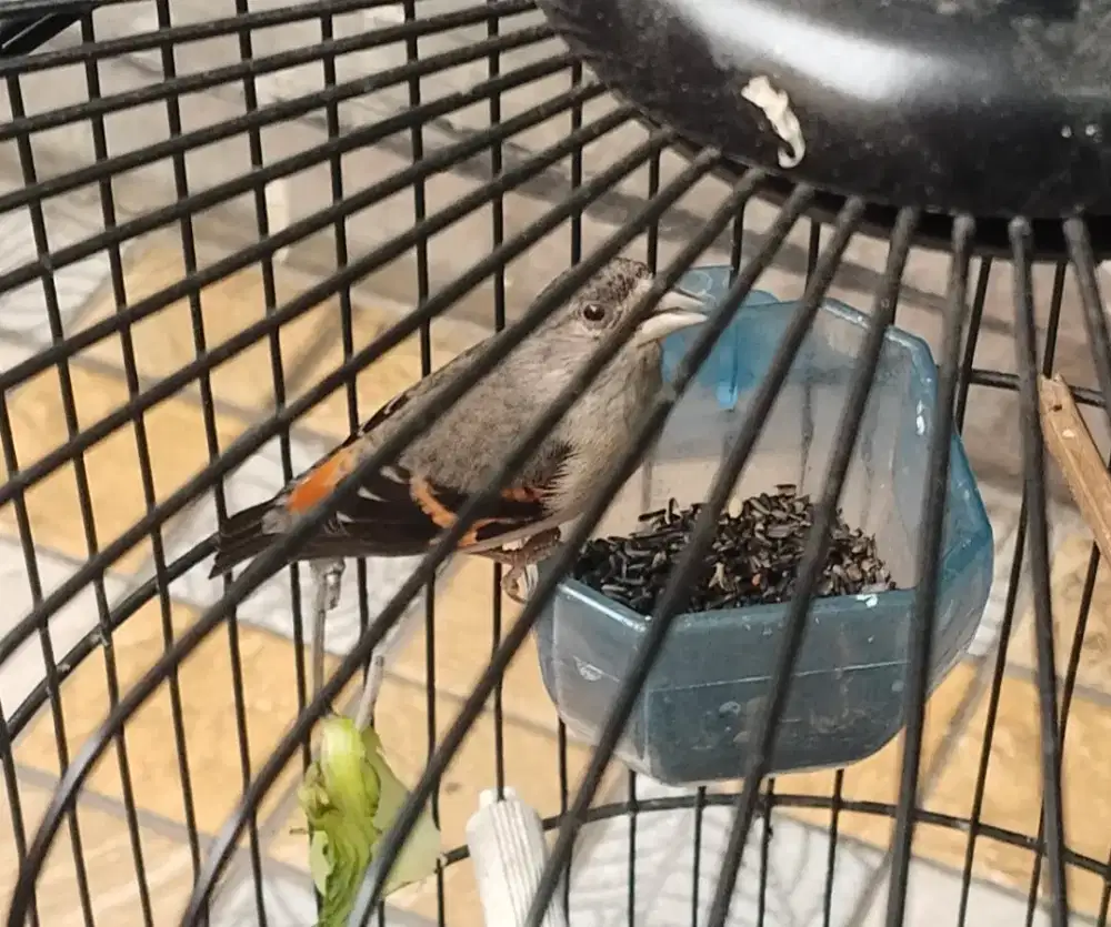 Burung red siskin betina siap kawin + kandang, BT kenari jantan
