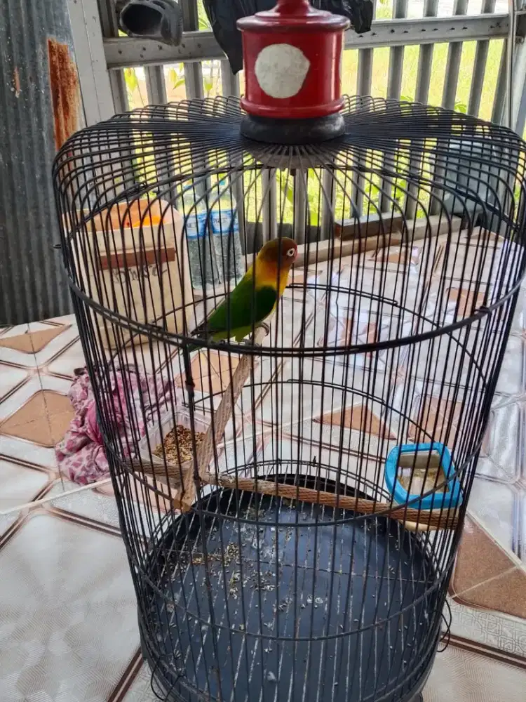 Burung lb dan kurungannya