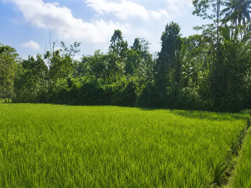 Lahan Luas di Kawasan Sukabumi - Potensial untuk Pengembangan Berbagai Kebutuhan Properti | HARGA NEGO SAMPAI JADI!
