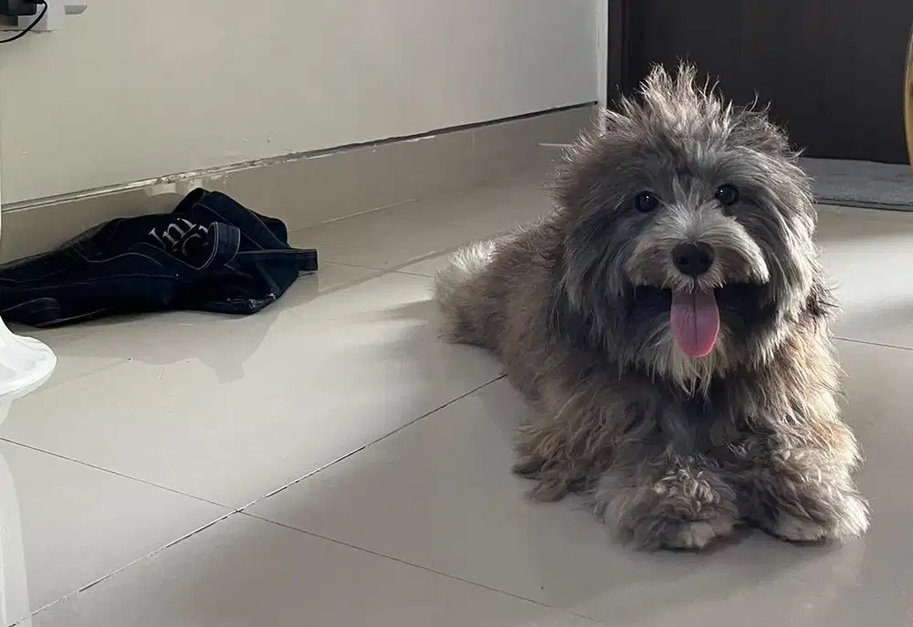 Maltesee schanuzer