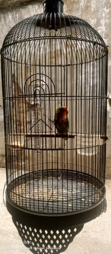 Jual Lovebird Jantan