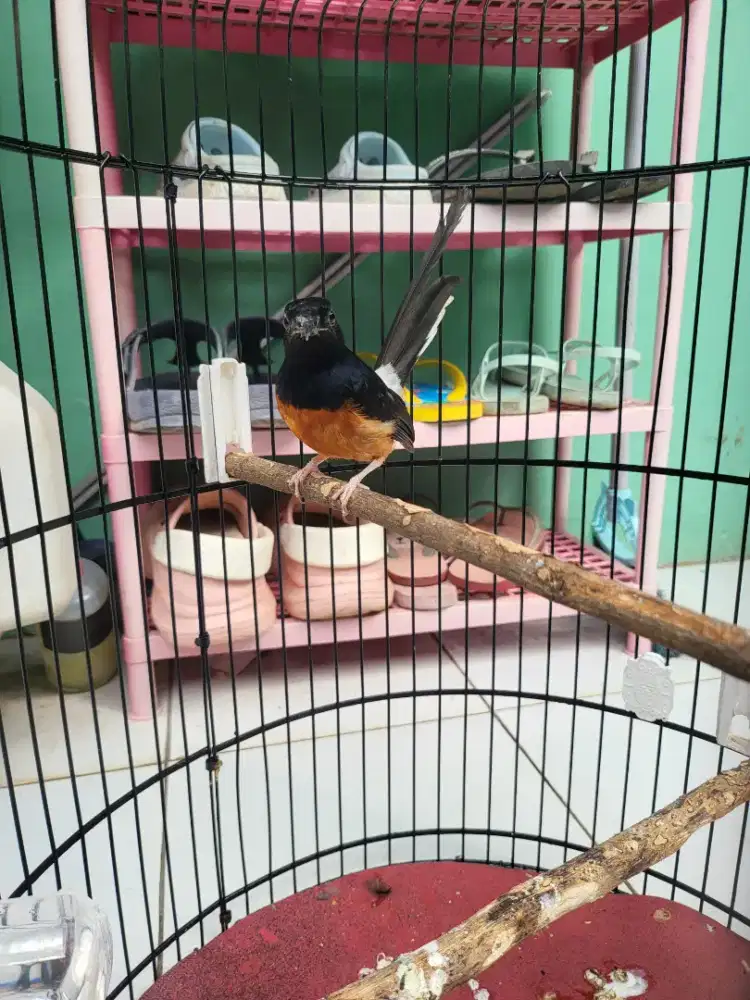Murai Hutan Ori Murah Burja