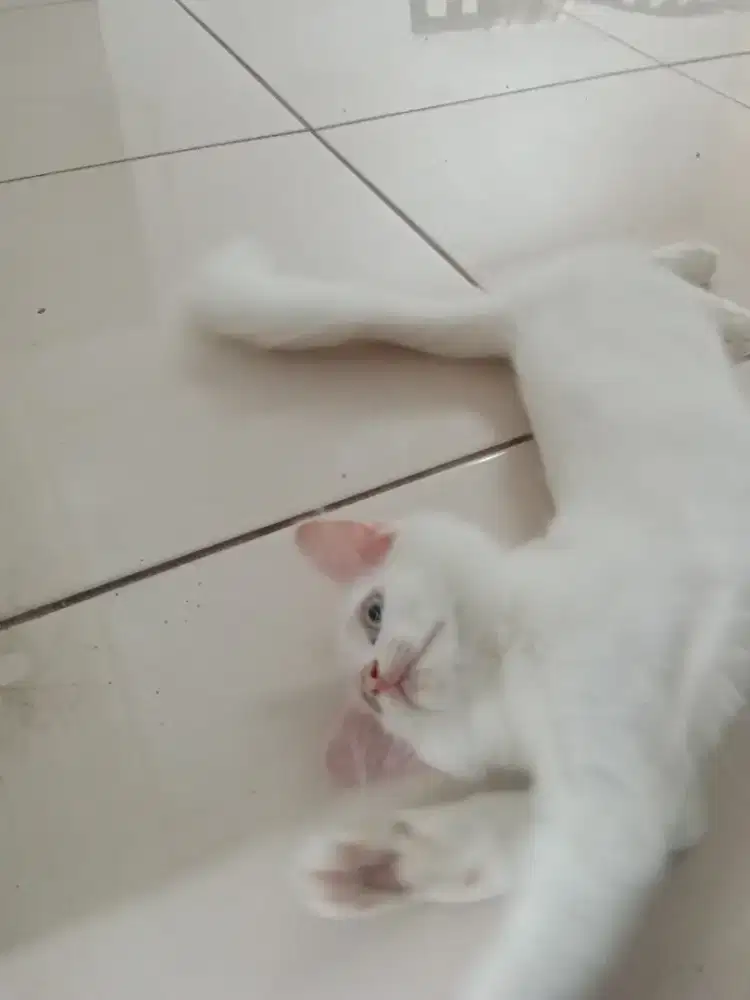 Kucing betina putih bersih, umur 4 bulanan
