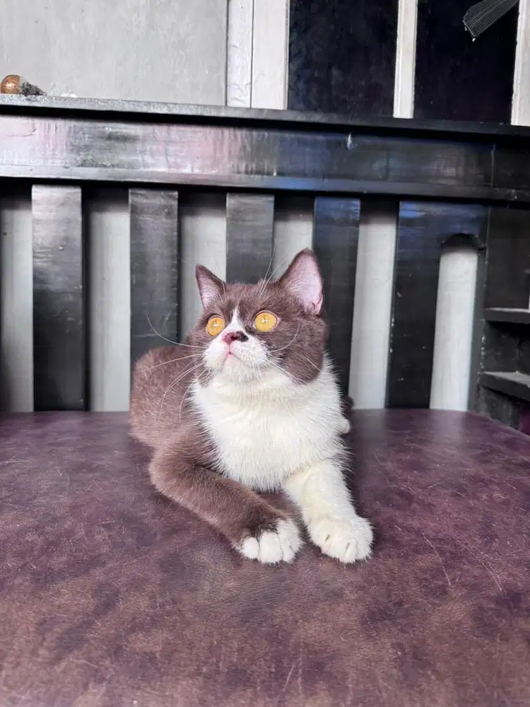KUCING BSH BRITISH SHORTHAIR BICOLOR CHOCO