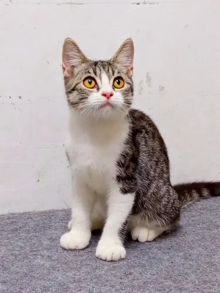 Munchkin Non Standar