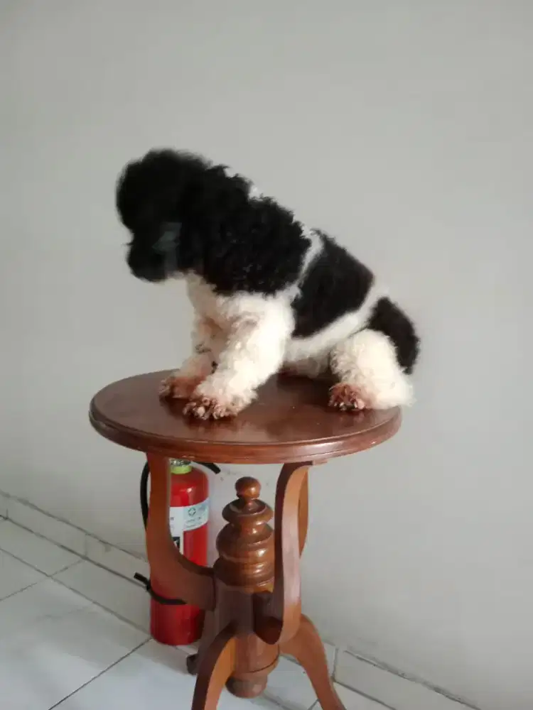 Dijual anjing poodle