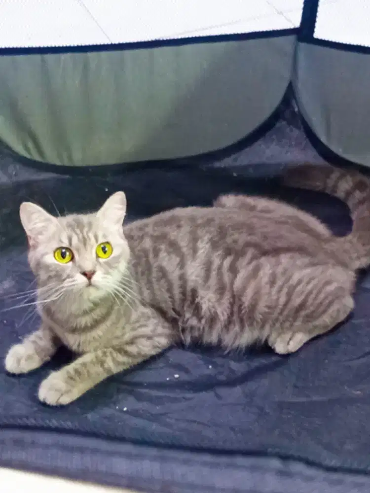 Scottish straight blue tabby proven