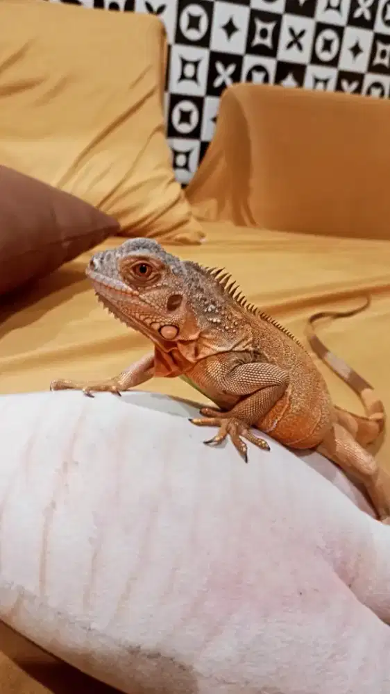 Iguana Red Merah Merona Mulusss