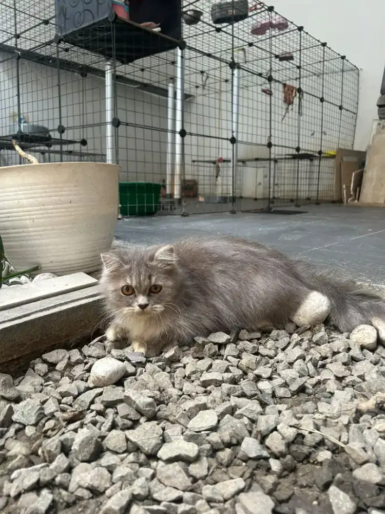 Kucing Persia Peaknosa