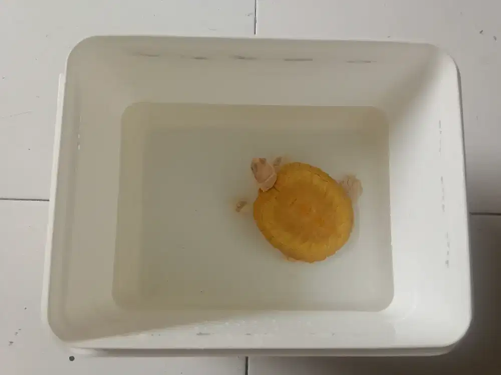 Kura kura Brazil albino/resbino