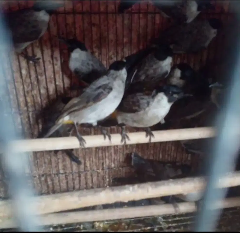 Burung kutilang