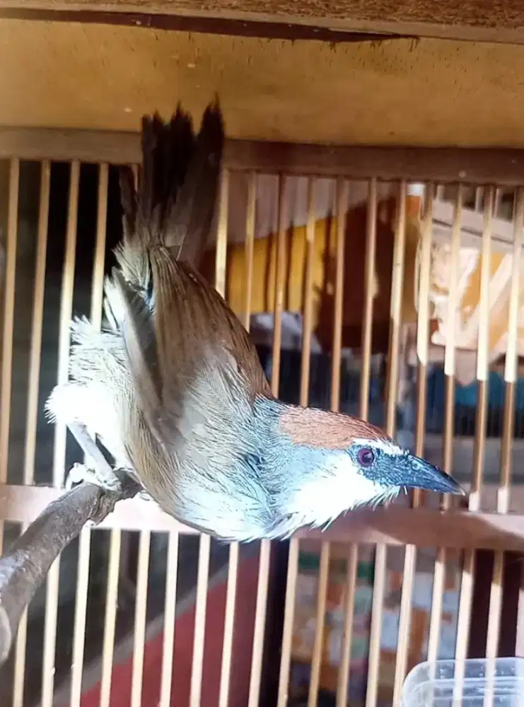 Burung Kaso - Kaso