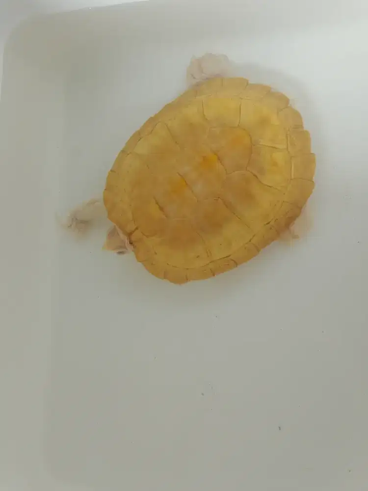 Kura kura Brazil albino/resbino
