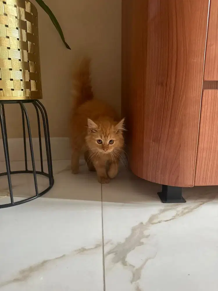 Kucing Anggora Betina