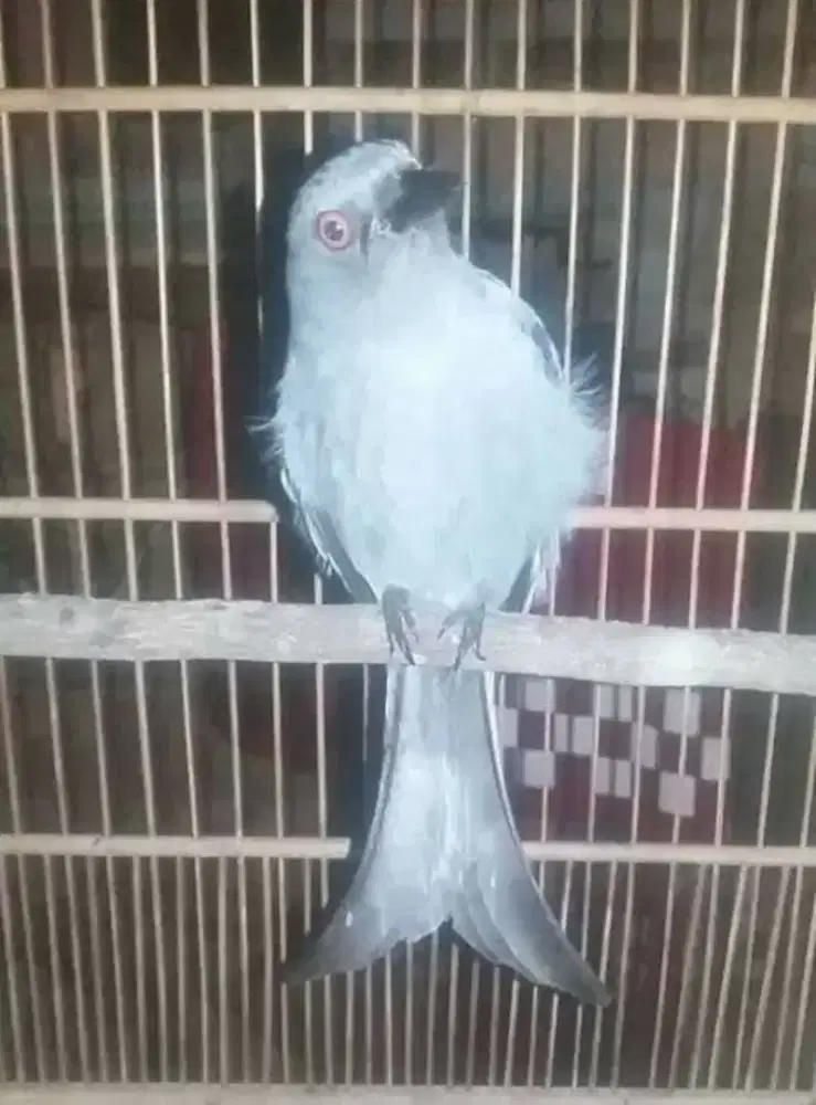 Burung Srigunting