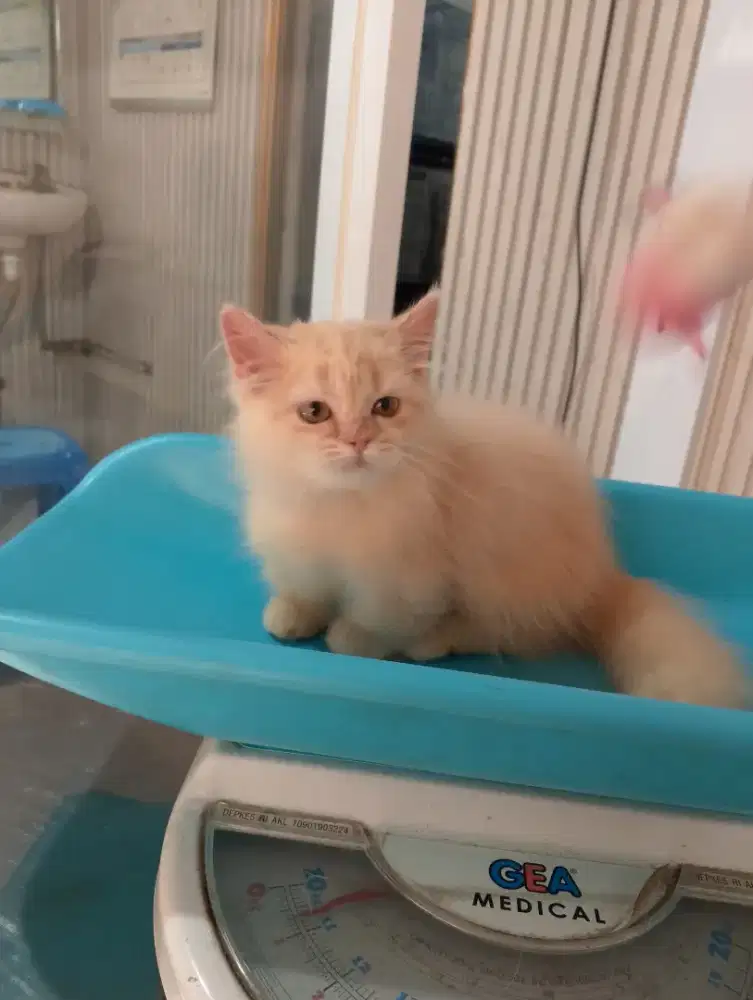 KITTEN MUNCHKIN BETINA CREAM 3 BULAN SUDAH VAKSIN