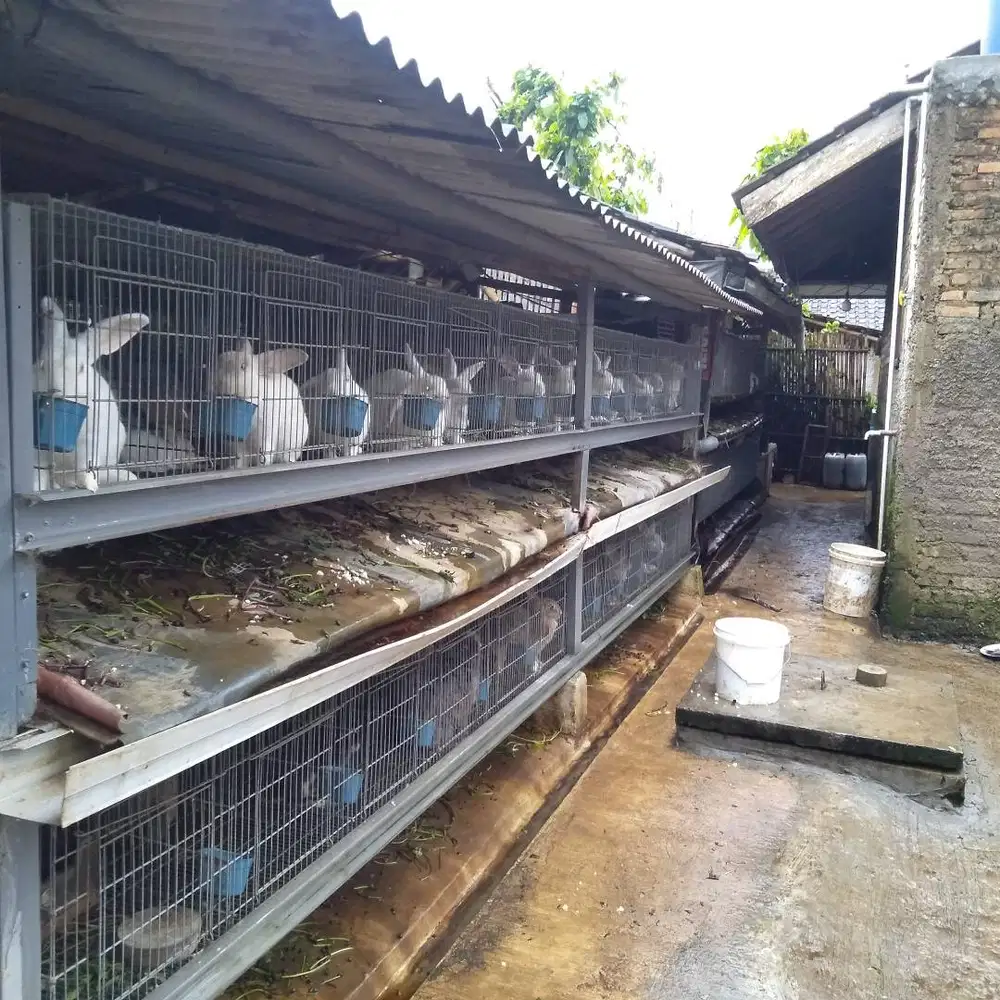 Jual Daging Kelinci Pakan Hewan - Harga Grosir Siap Kirim