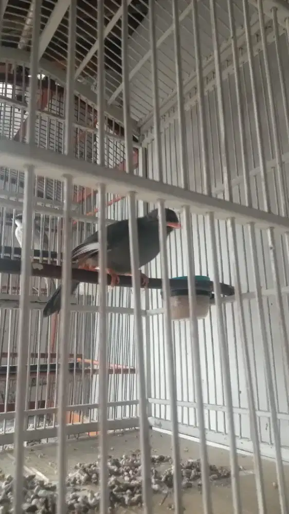 Burung mulus no minus  rajin