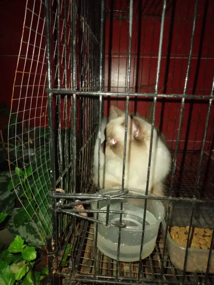 buka harga 500 jenis himalaya