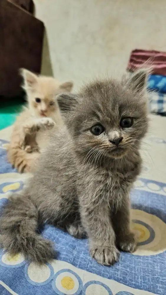 kitten british long hair mix persia peaknose